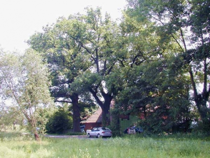 Bild 1 von Baumgruppe